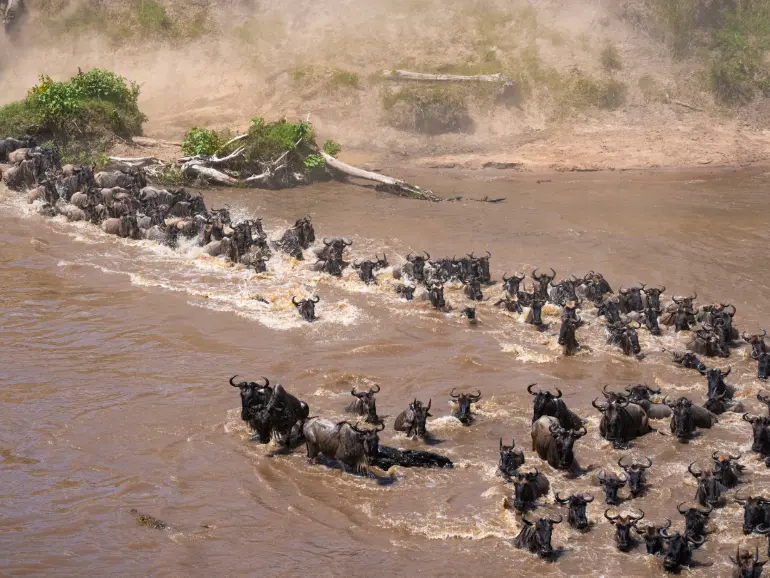 Benefits of Booking a Great Migration Safari with Our Accommodation vs. Tour Operators