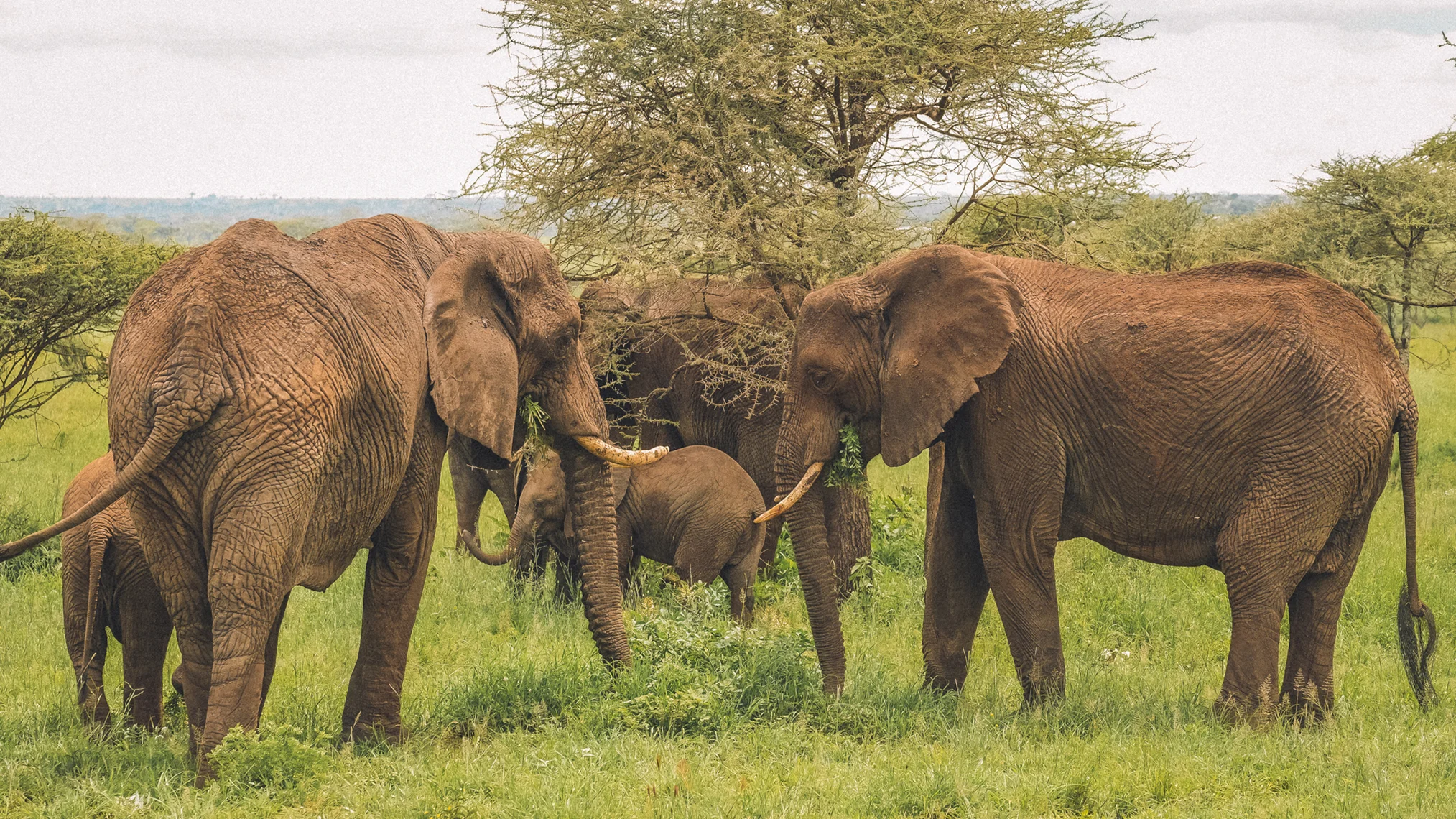 Beyond the Usual: Tarangire in Focus — What to Prioritize If You Only Have a Few Days (And What to Explore If You Want to Truly Know the Park)