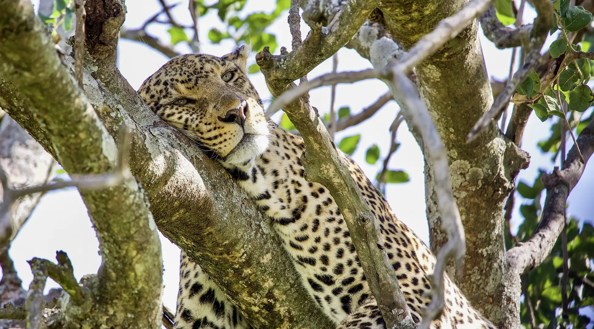 Everything you Should Know Before Booking your Serengeti Safari Tour