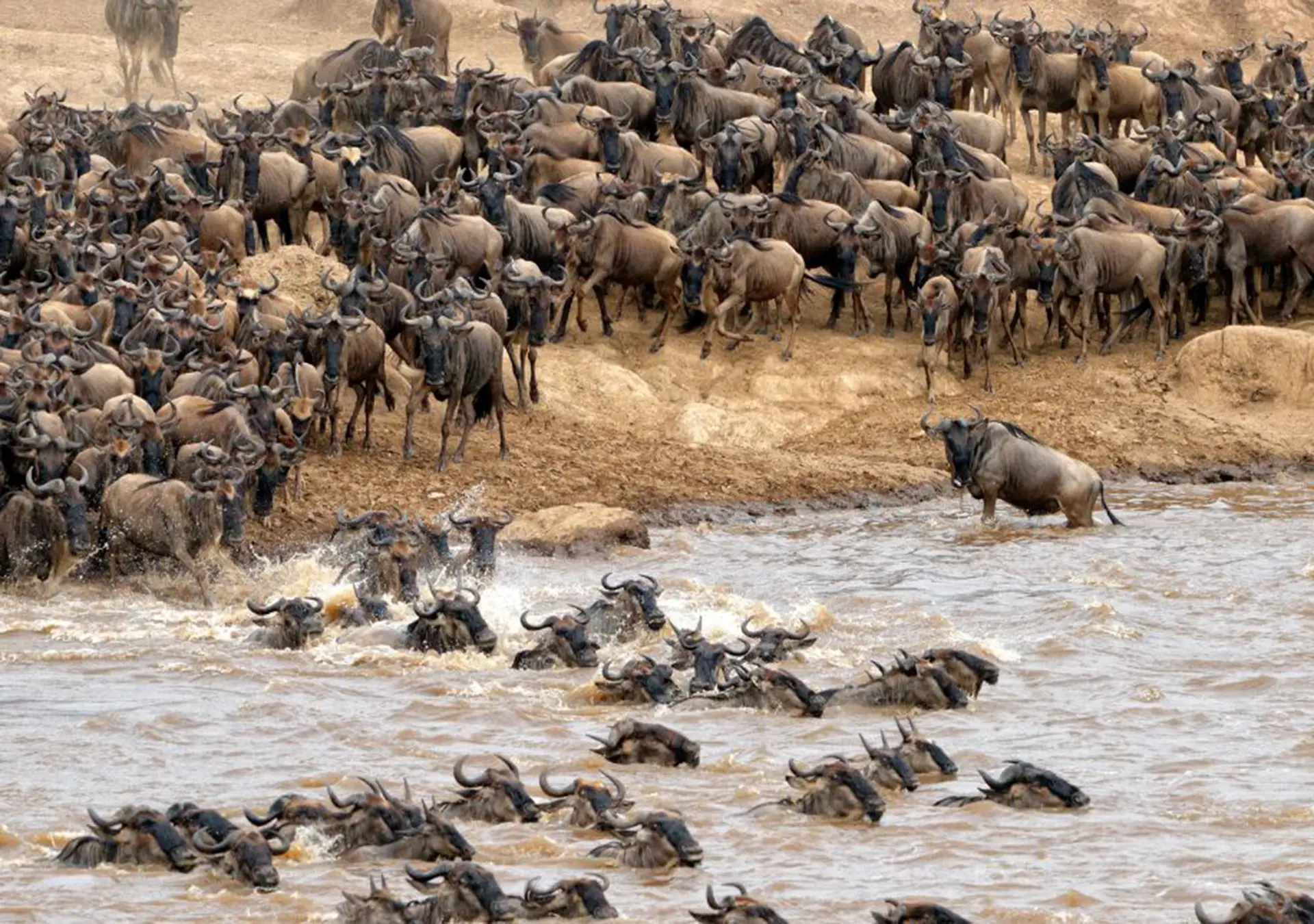 Great Wildebeest Migration: A Guide on Where to Be When