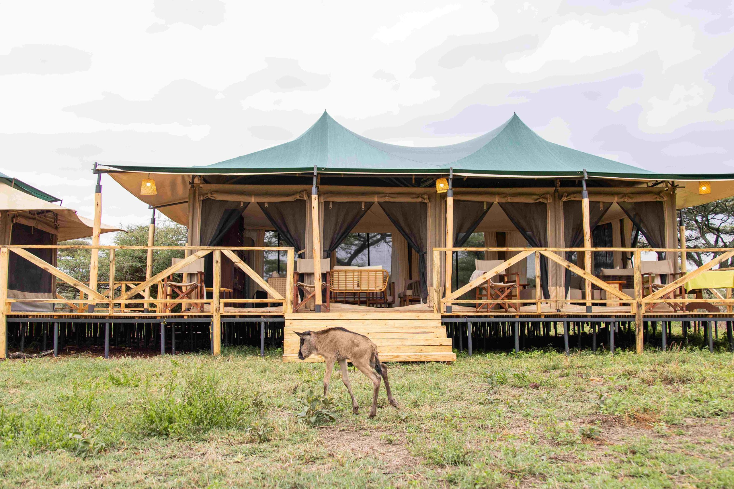 How Mobile Migration Camps Work: The Smart Way to Experience the Great Migration