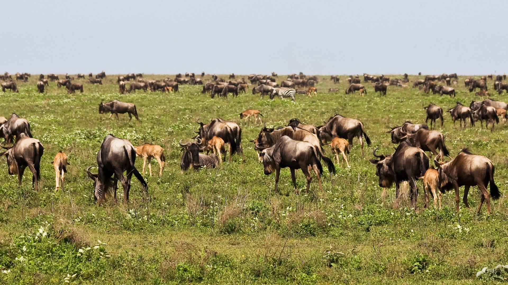 How to Choose the Best Accommodation in Serengeti for the Great Migration
