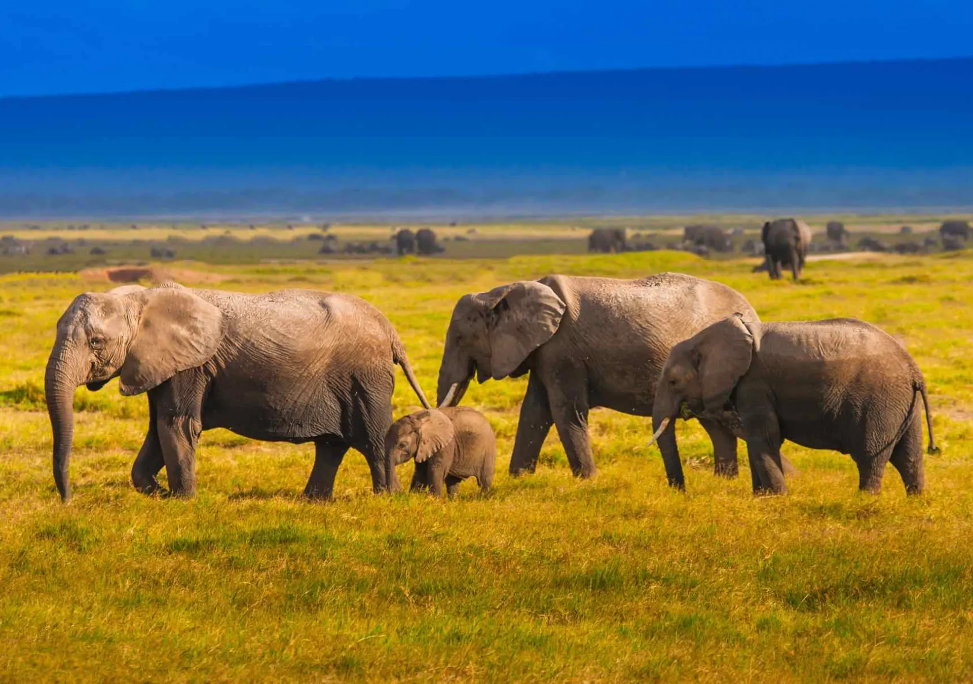 Planning Your Serengeti Safari Holiday in 2025