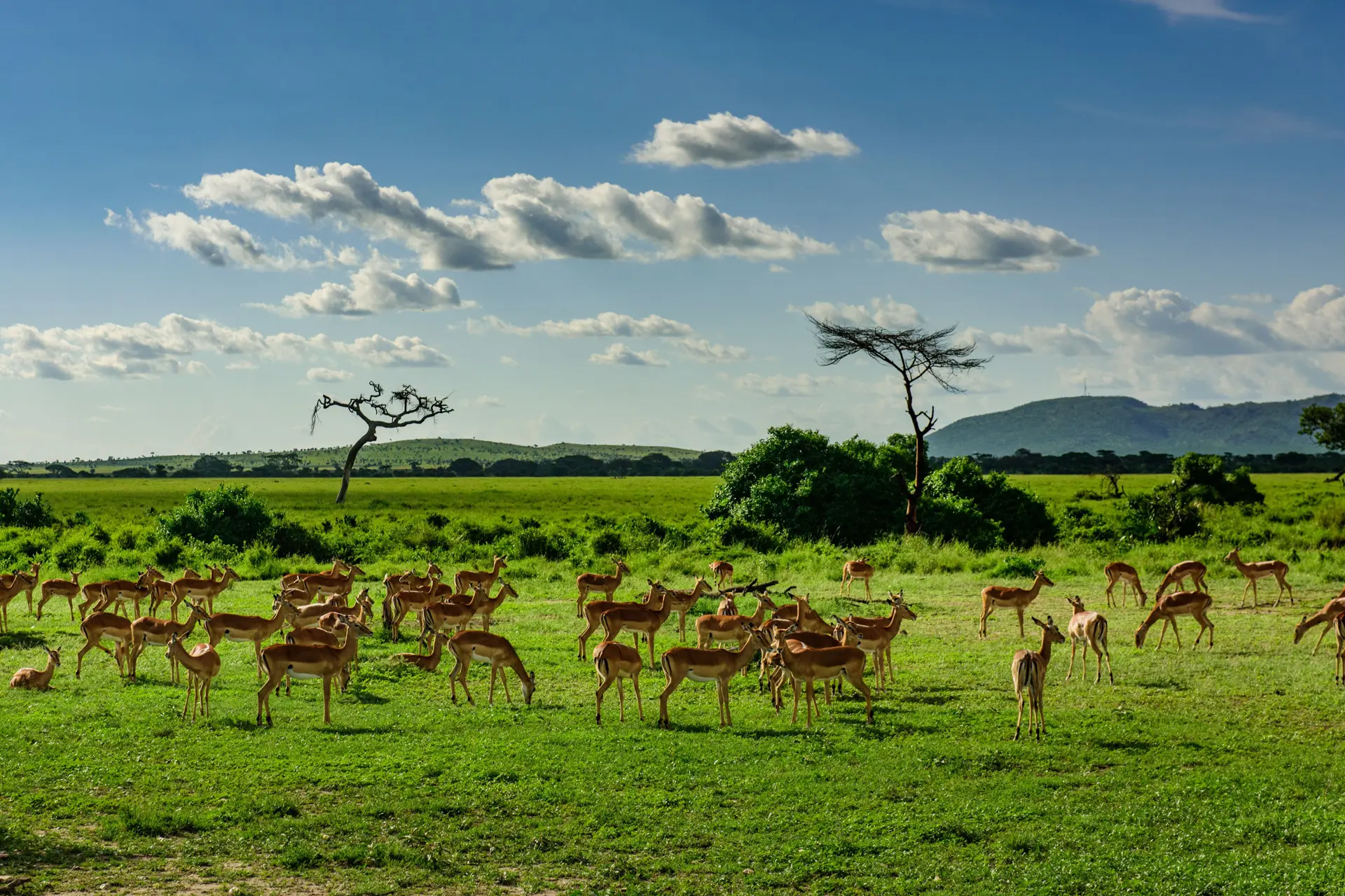 Serengeti or Ngorongoro: Which Offers the Best Tanzania Safari Experience?