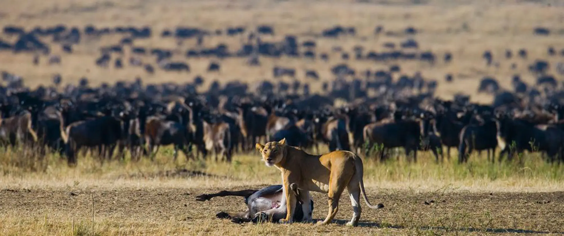 Serengeti vs Maasai Mara vs Kruger: Comparing Africa’s Top Safari Destinations