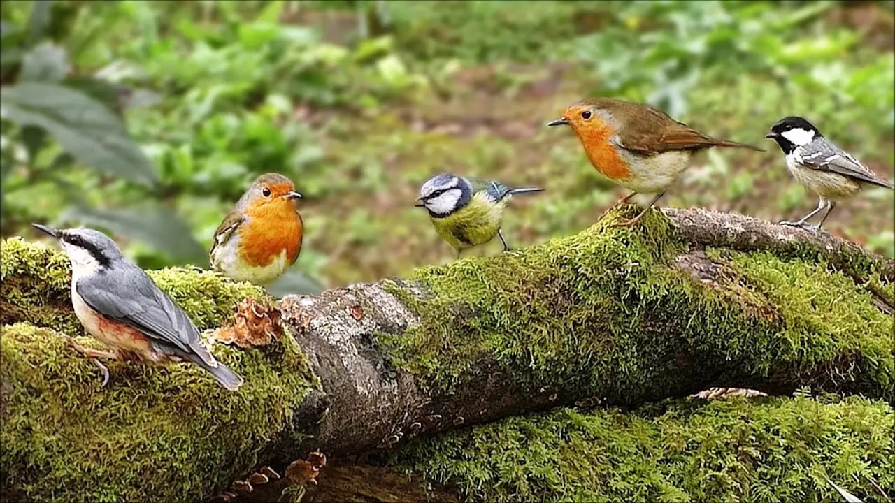 The Serengeti is a True Birder’s Paradise: Bird Checklist to Look Out For