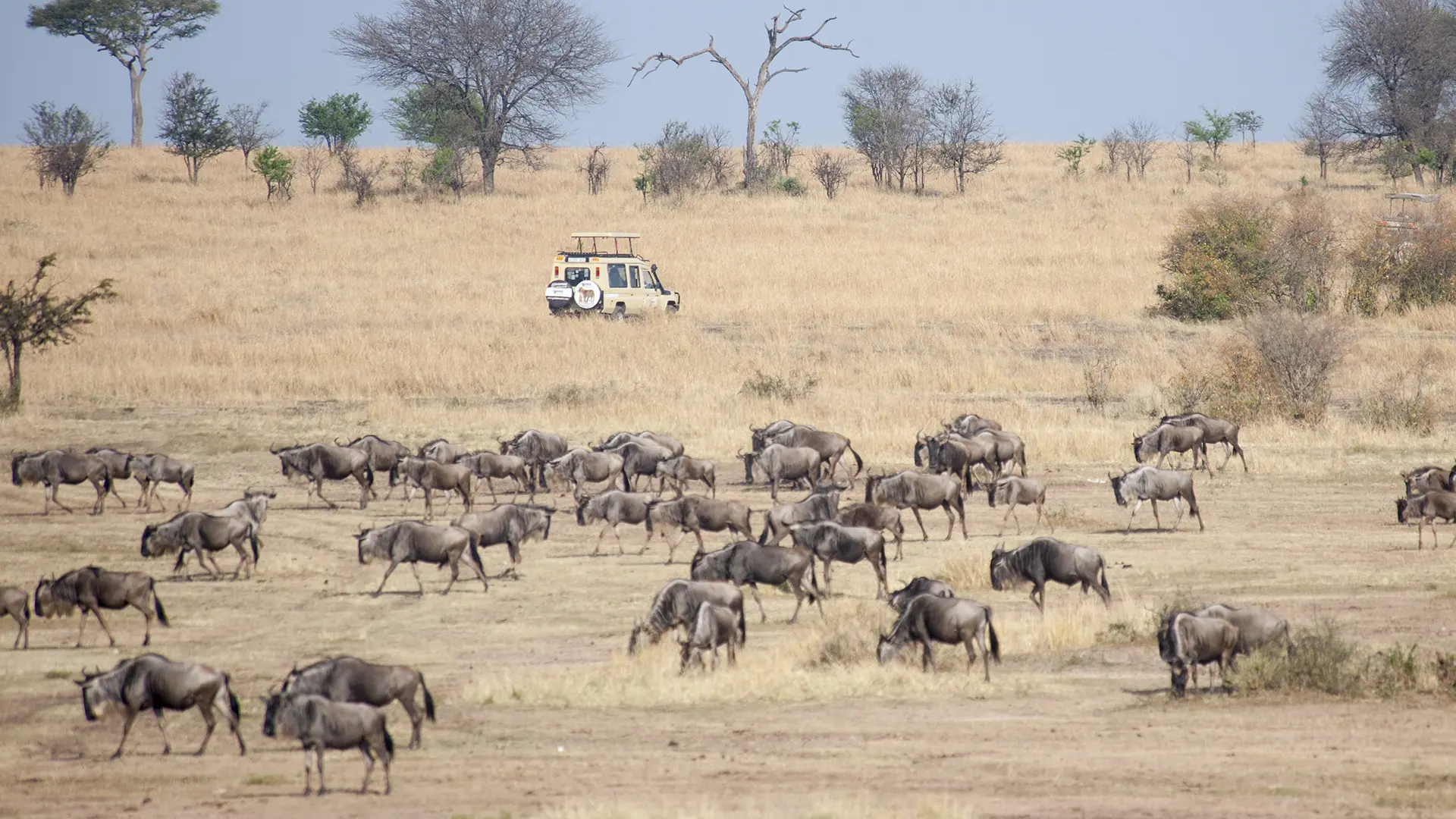 Tips on Planning for your Calving Season Safari at the Serengeti