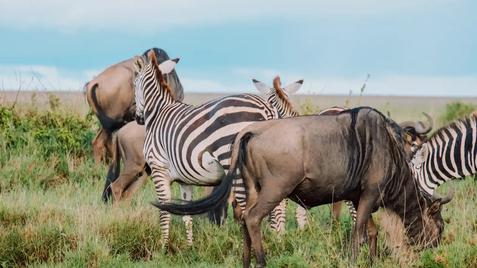 Why Do Zebras and Wildebeests Migrate Together? Plus Other Fascinating Facts About the Great Migration