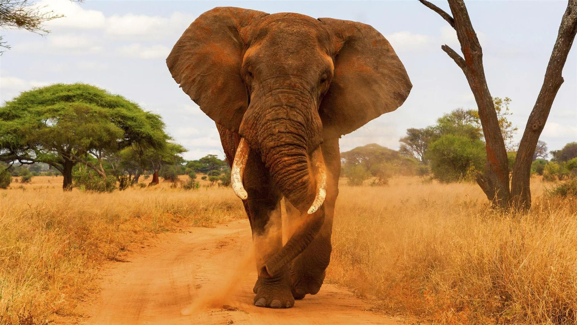 Tarangire National Park
