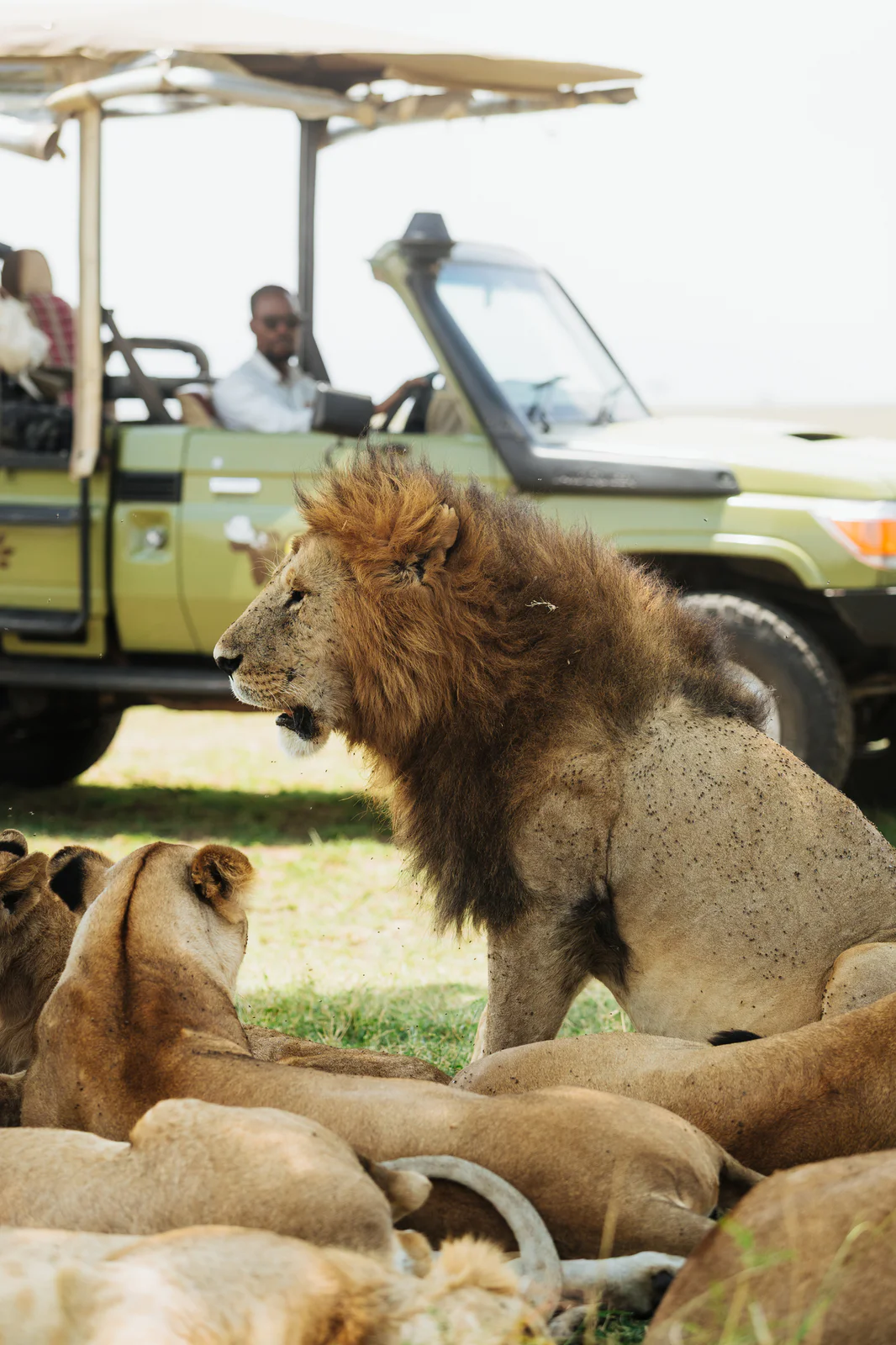 gosheni open jeep - 67_(2048)