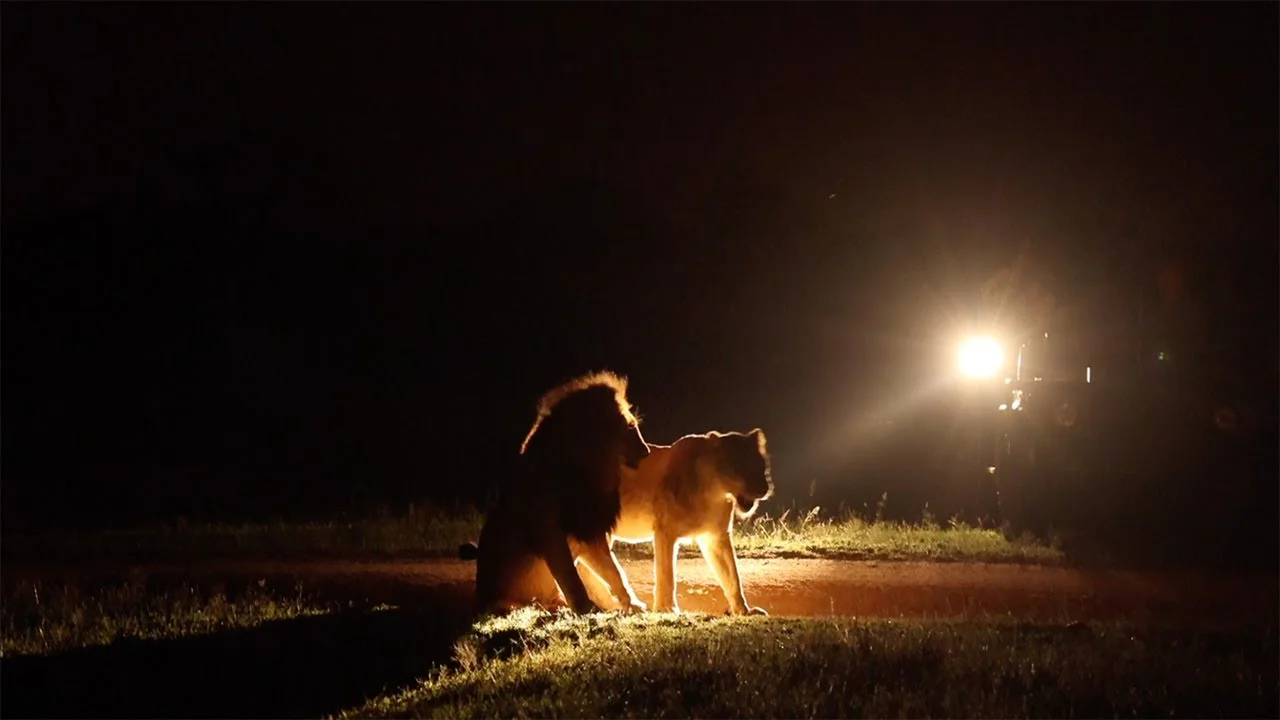 Night Game Drive