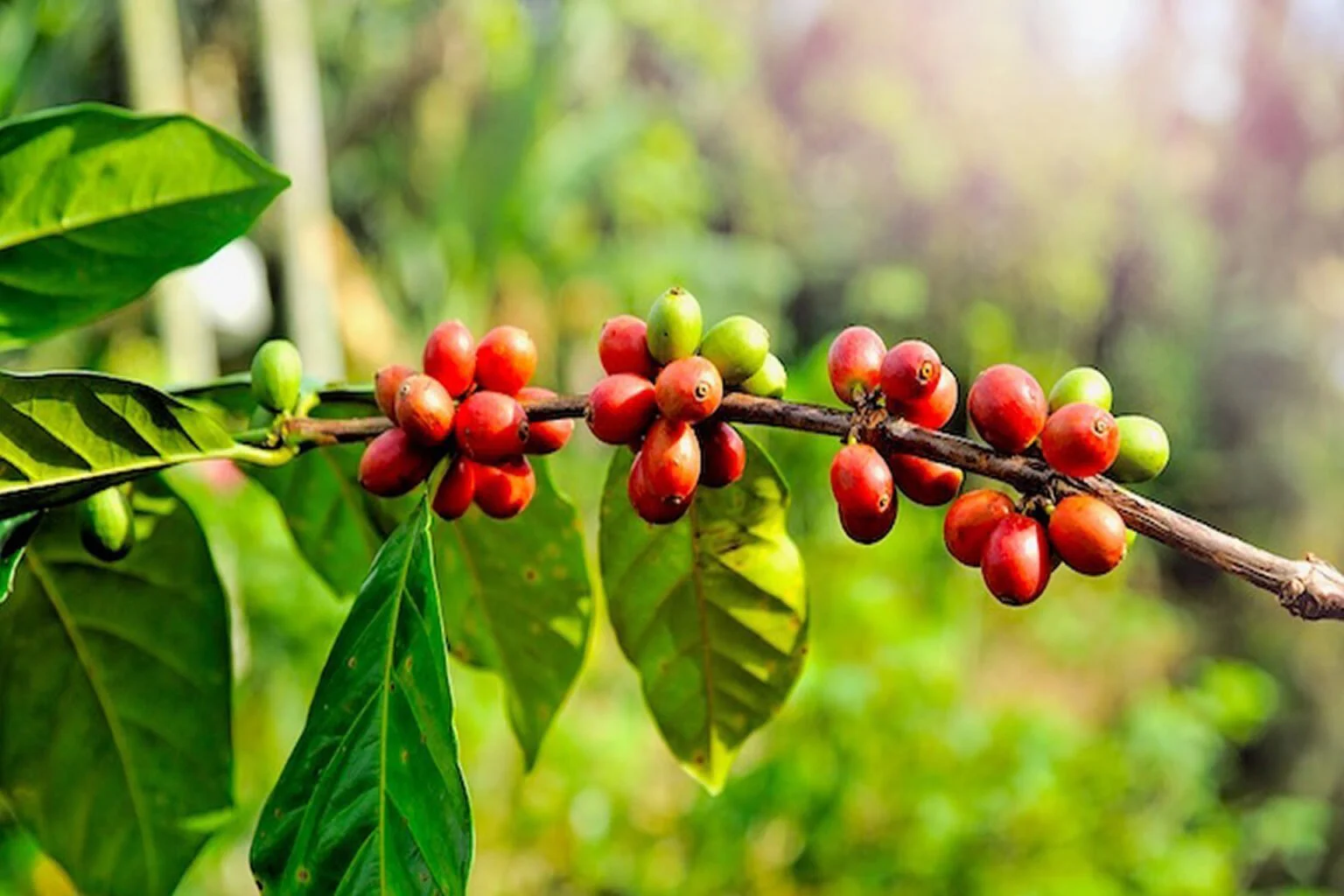 Coffee Plantation Tour