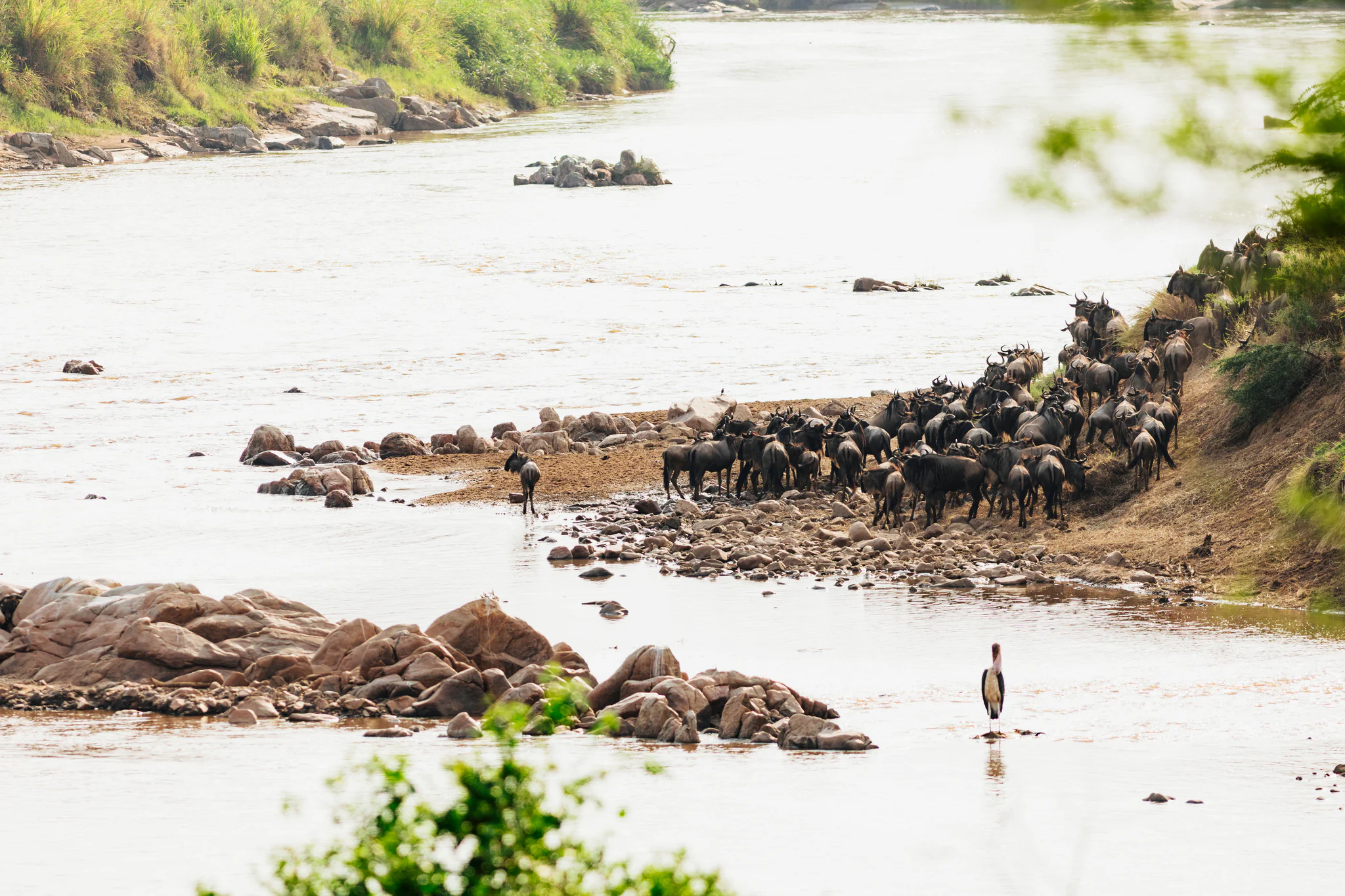 Gosheni - crossing-69_(2048)