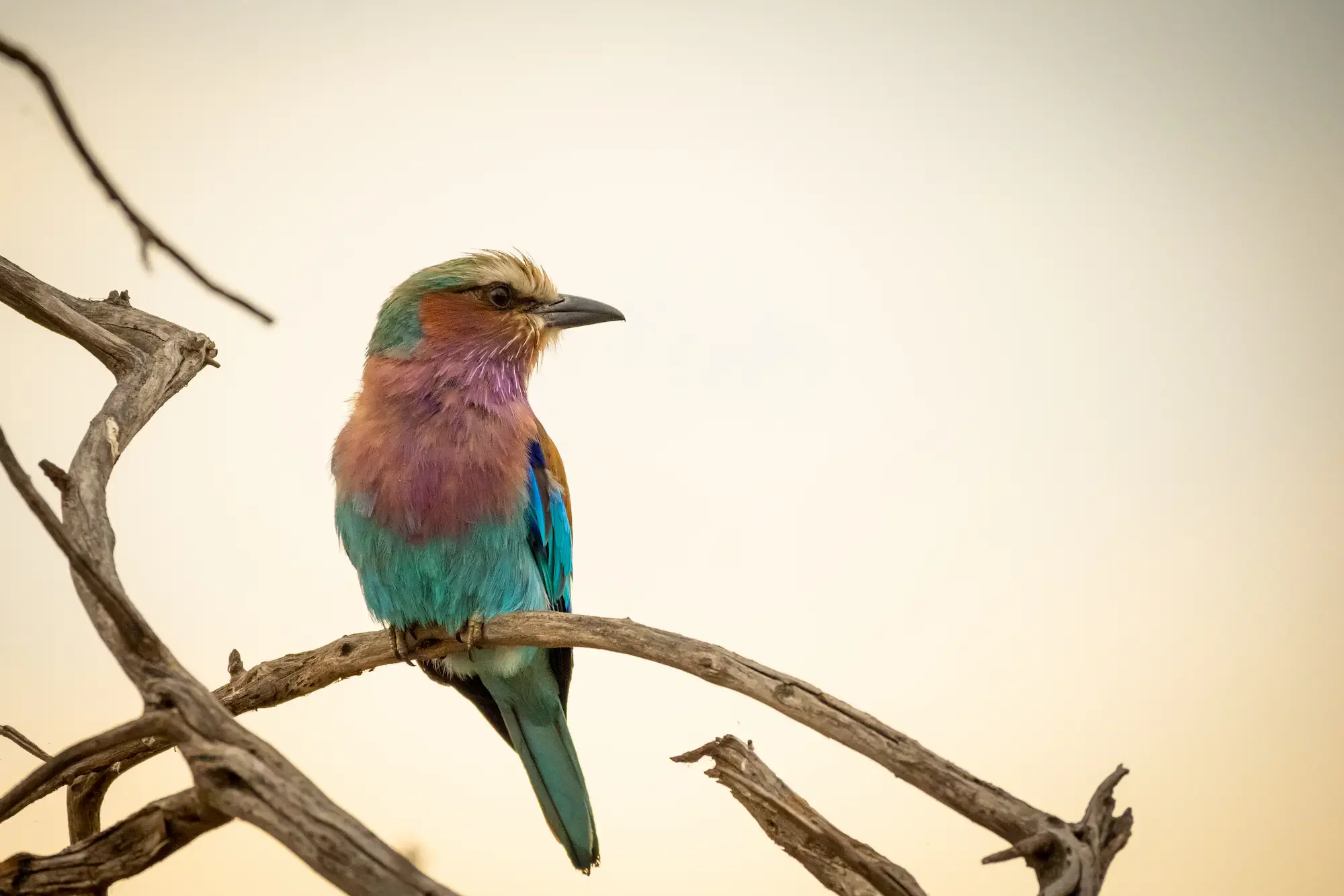 Bird Watching Safari