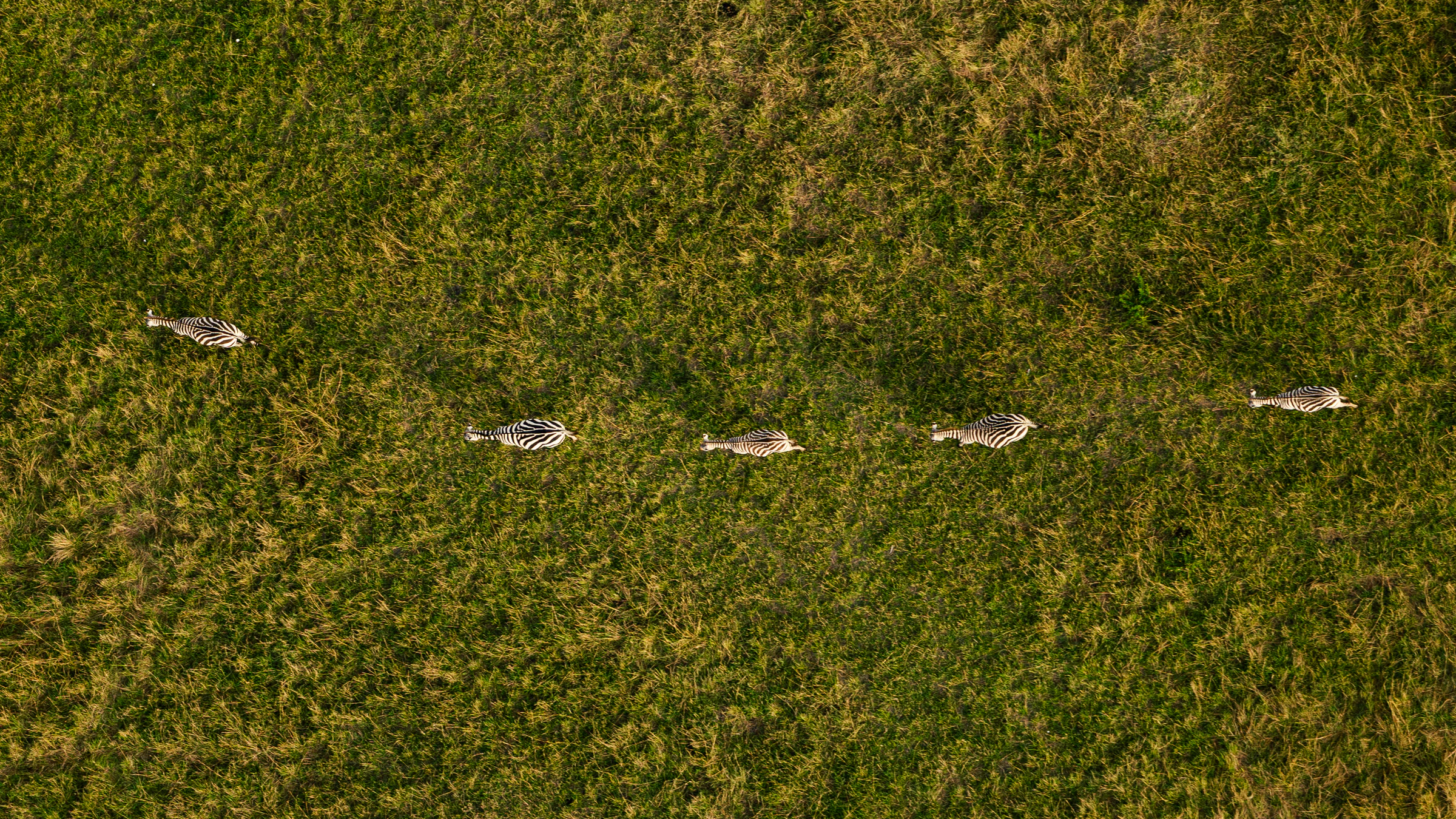 Curated Safari Experiences