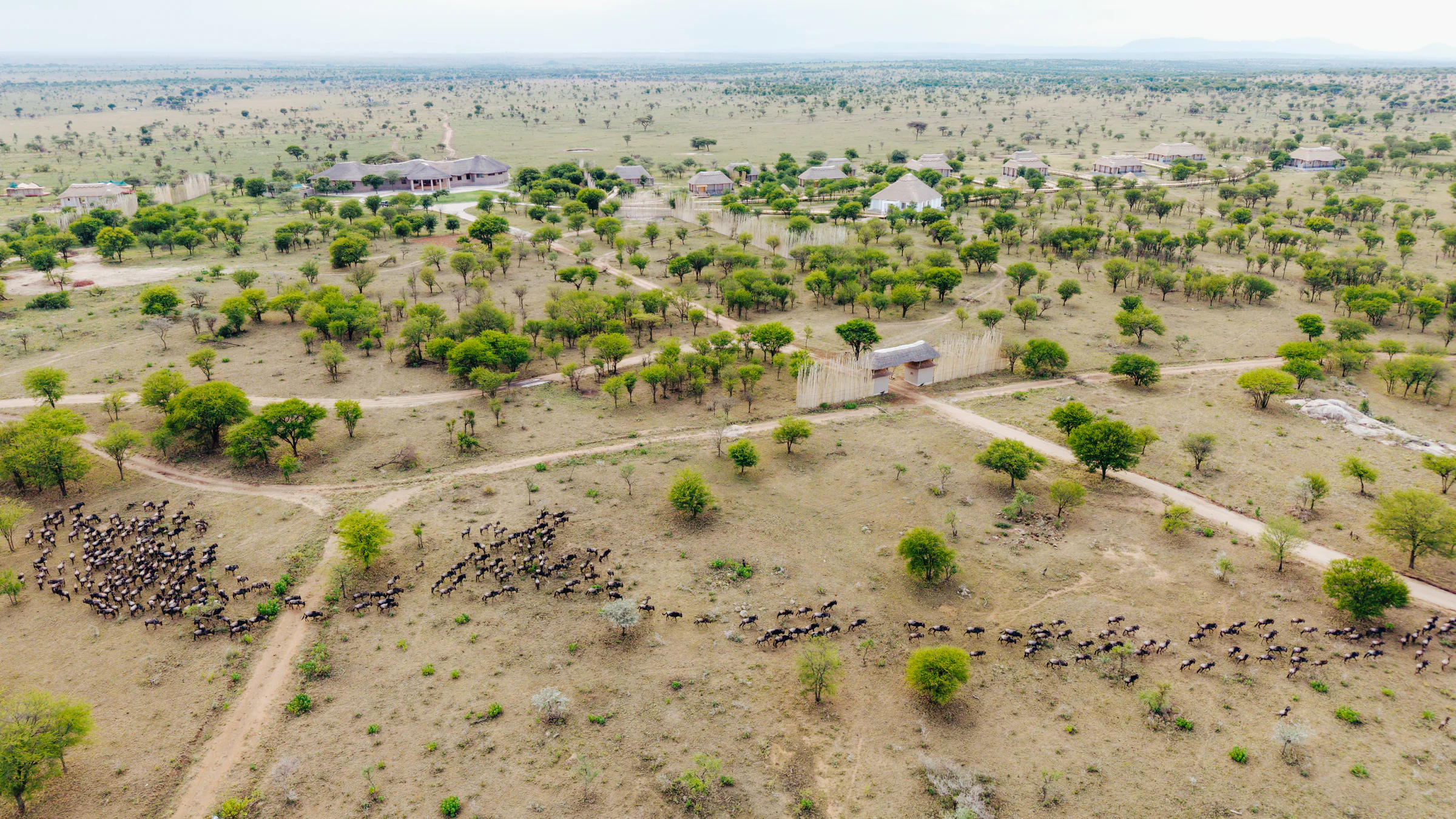 Safari game drive with expert guide