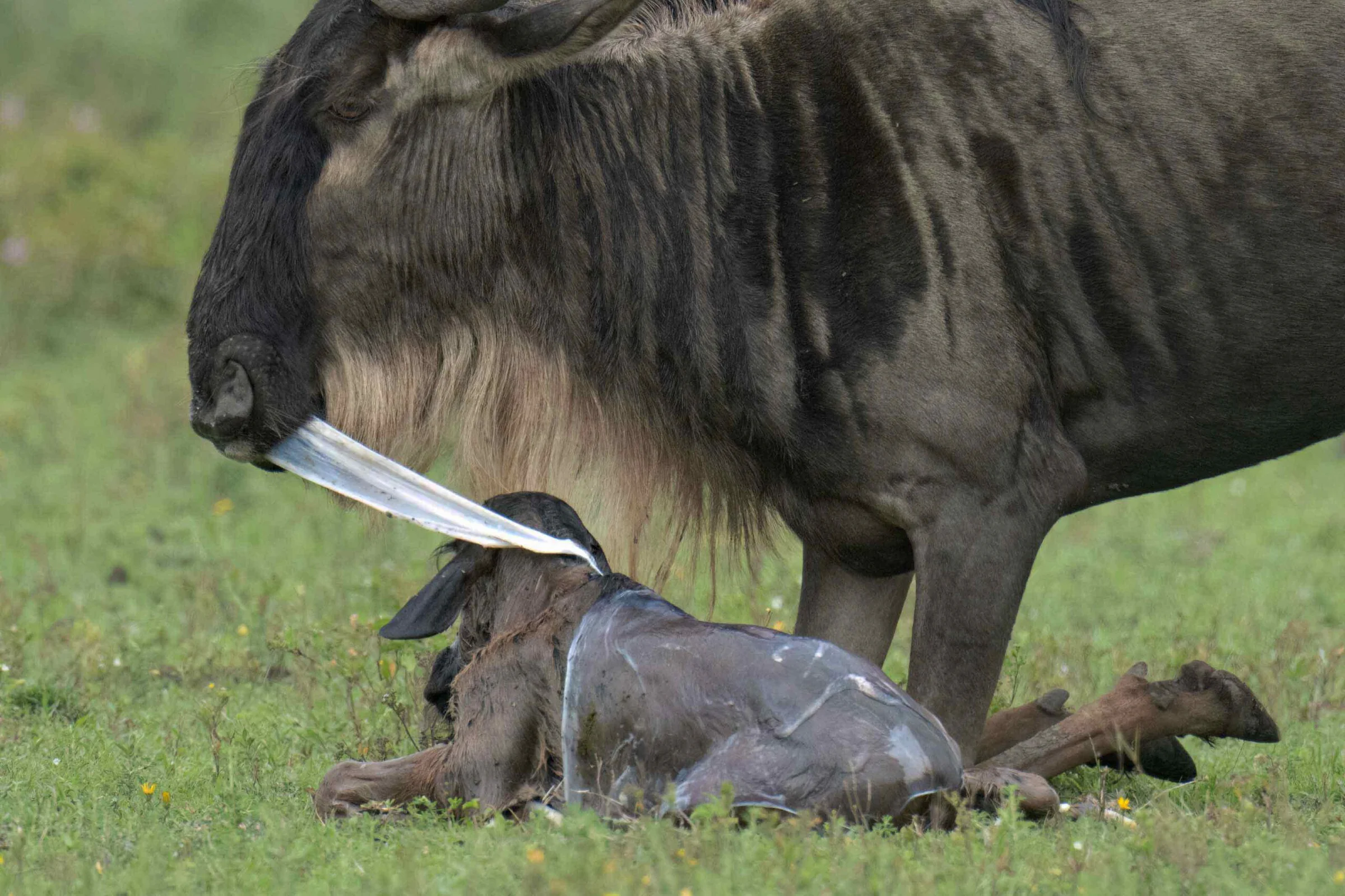 4-Days Epic Migration Calving Safari in Ndutu