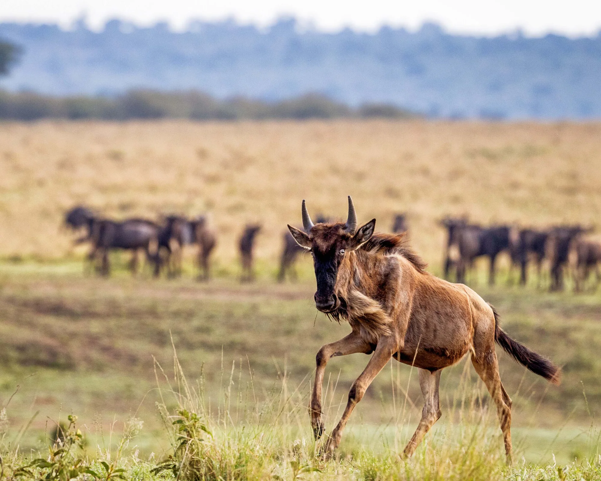 7-Day Great Migration Calving Season & Crater Exploration