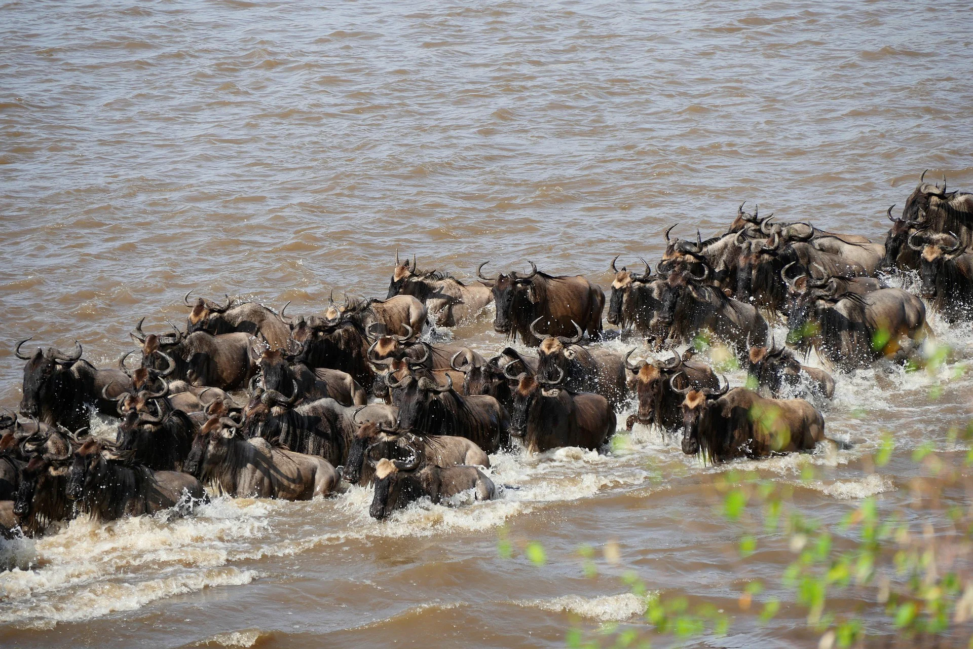 5 Days Serengeti River Crossing Migration Safari