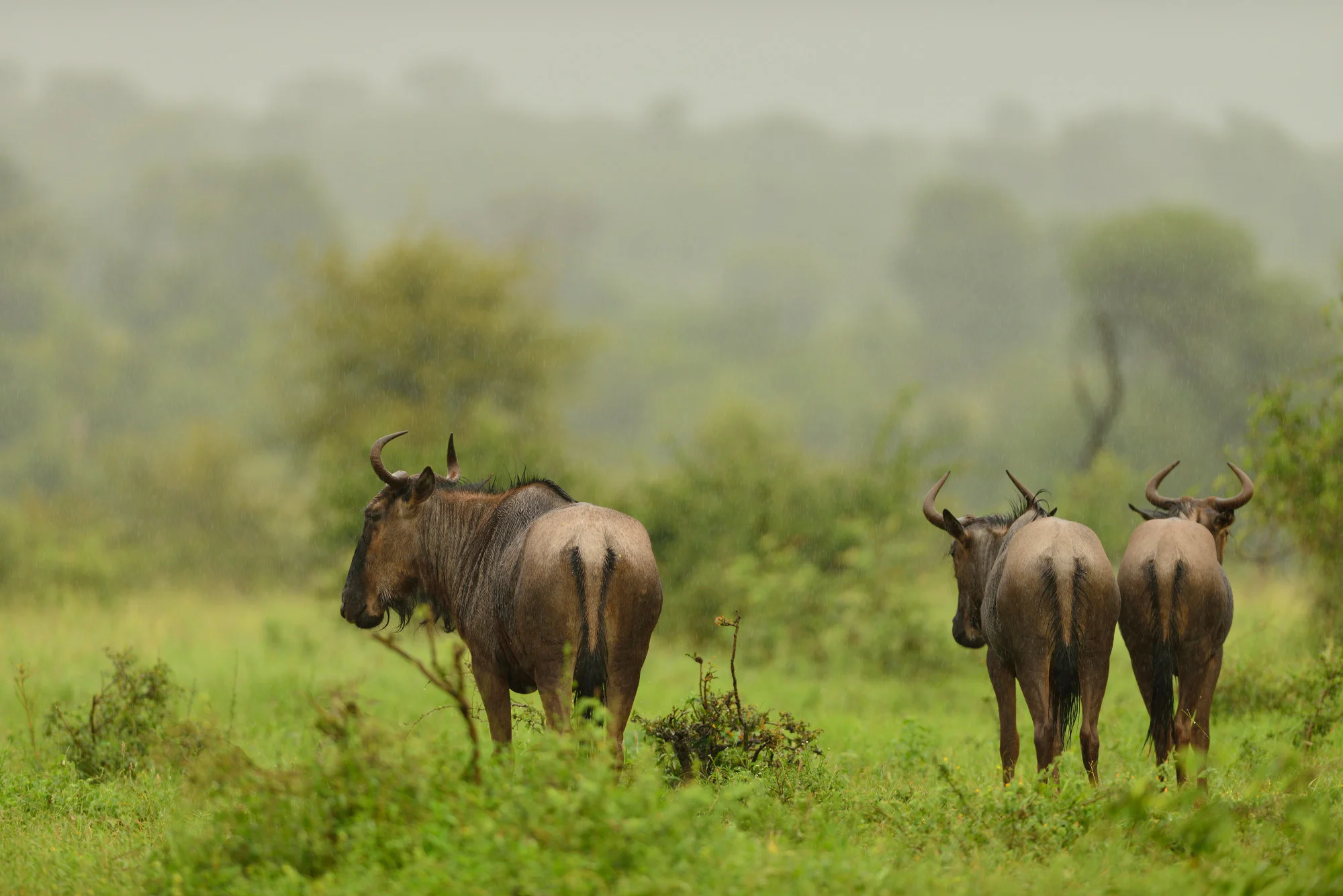 4 Days: Ndutu Migration Safari Calving Season & Ngorongoro Crater