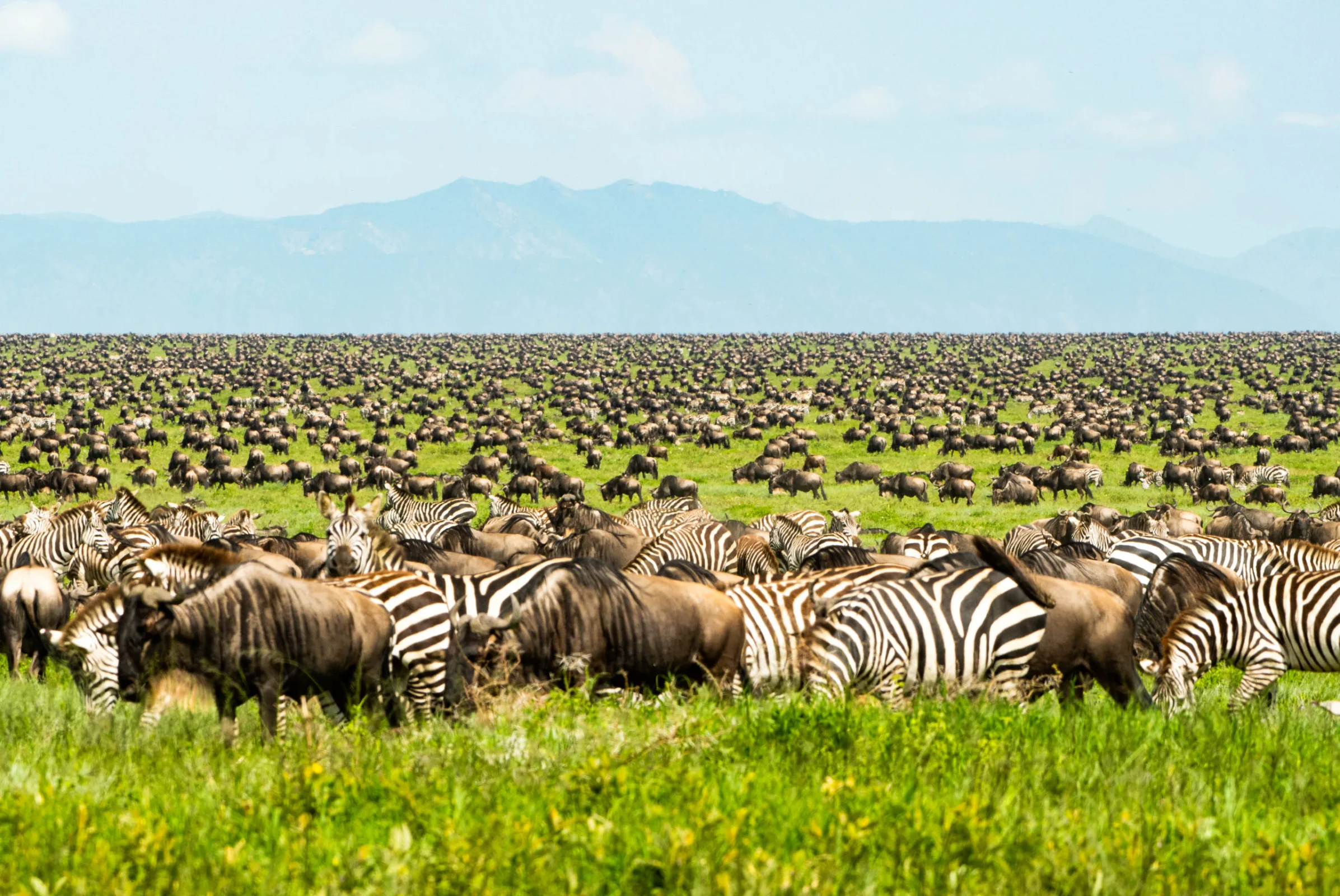6-Day Grumeti Migration Safari: A Journey Through the Serengeti and Ngorongoro Crater – May to July