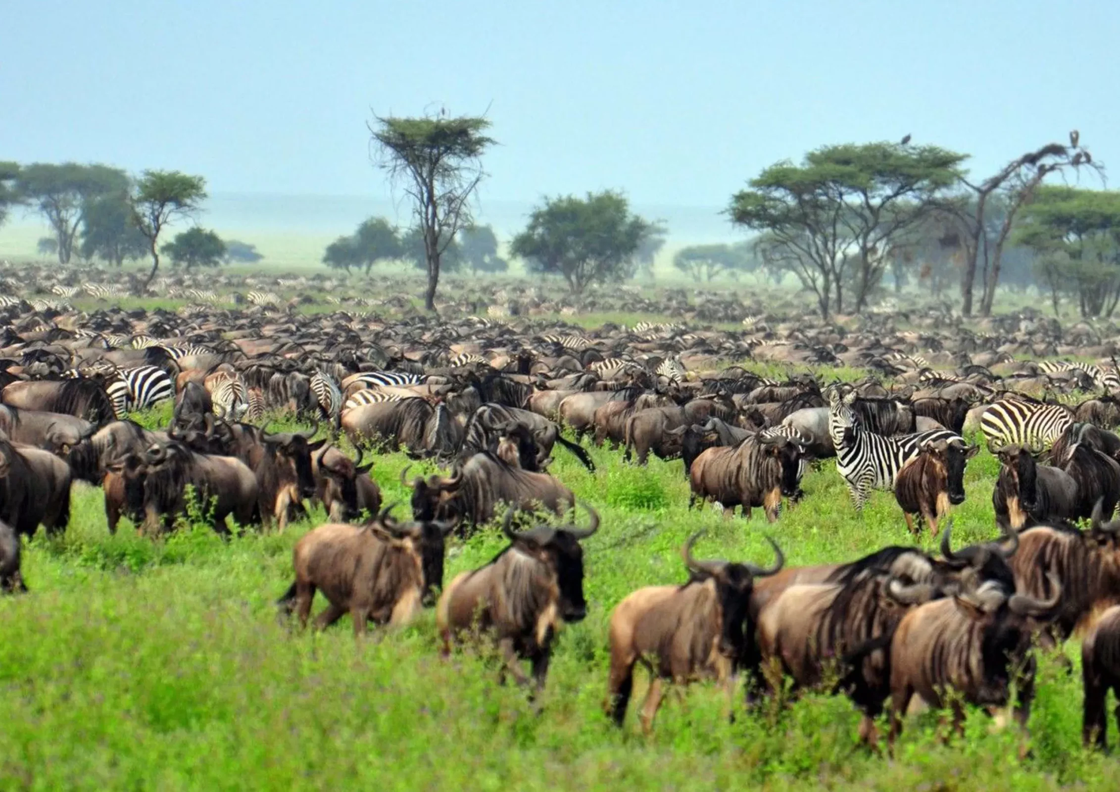 6 Days of Great Migration Magic- Journey through the Serengeti